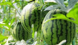 吃瓜2023免费,盘点那些让人捧腹大笑的娱乐新闻